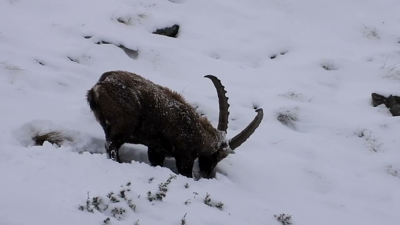 vidéo bouquetin mâle et chamois en train de ce nourrir dans la neige ...( Haute Maurienne Vanoise )