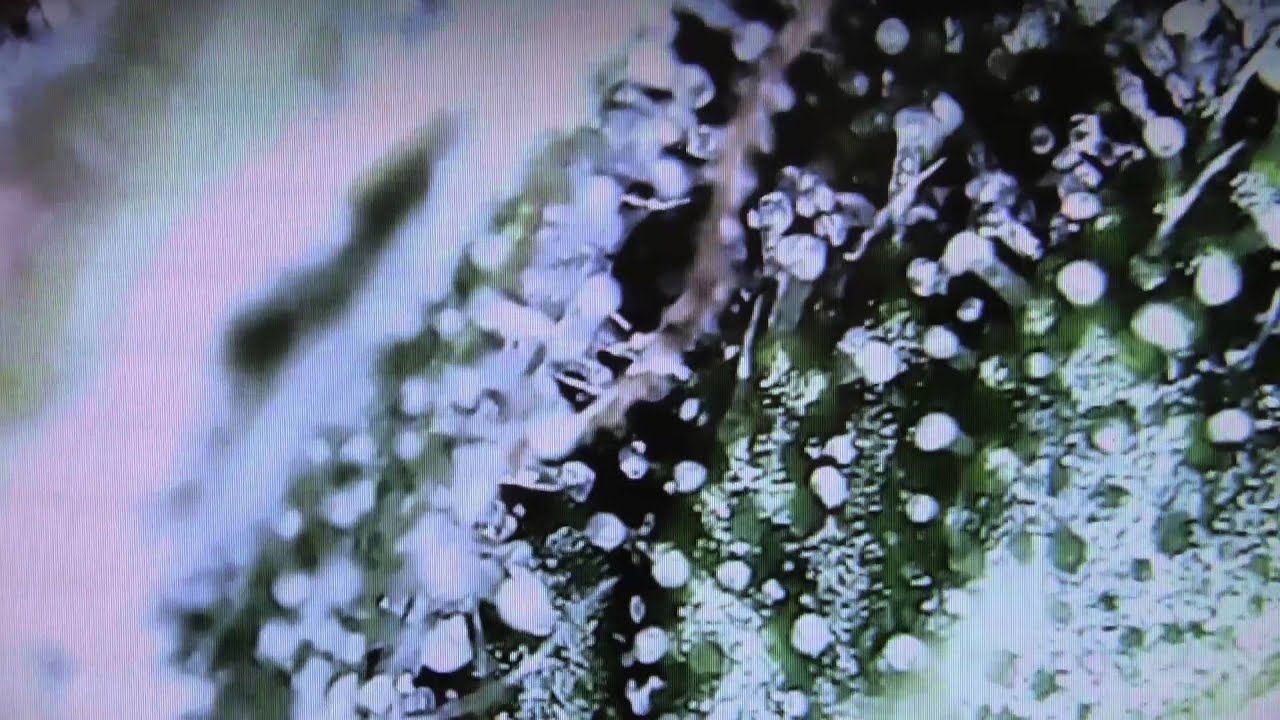 Mars Hydro II 400w - Video #22 - Day 68 of Flower - Digital Microscope Trichomes