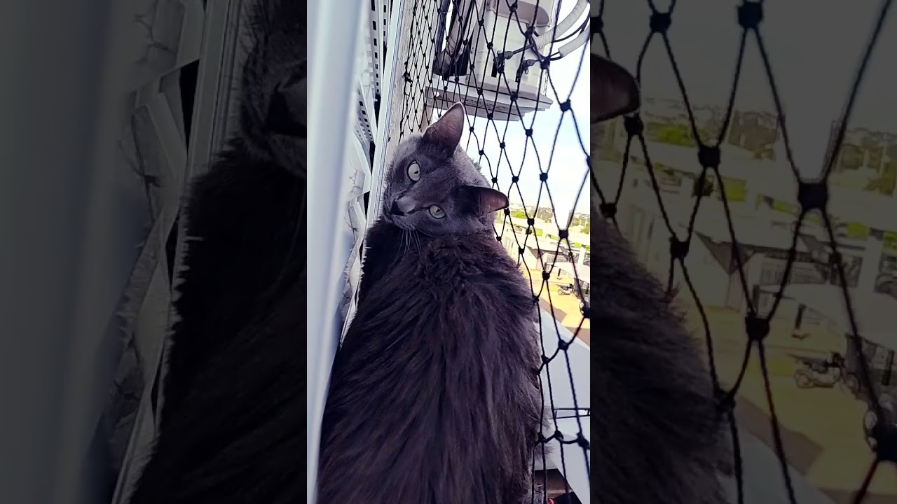 #pets