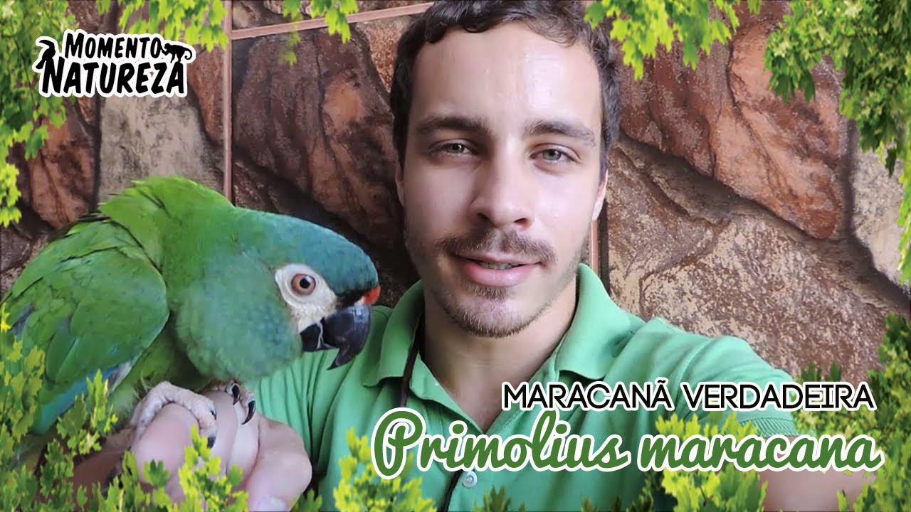 Maracanã-verdadeira (Primolius maracana) - Momento Natureza