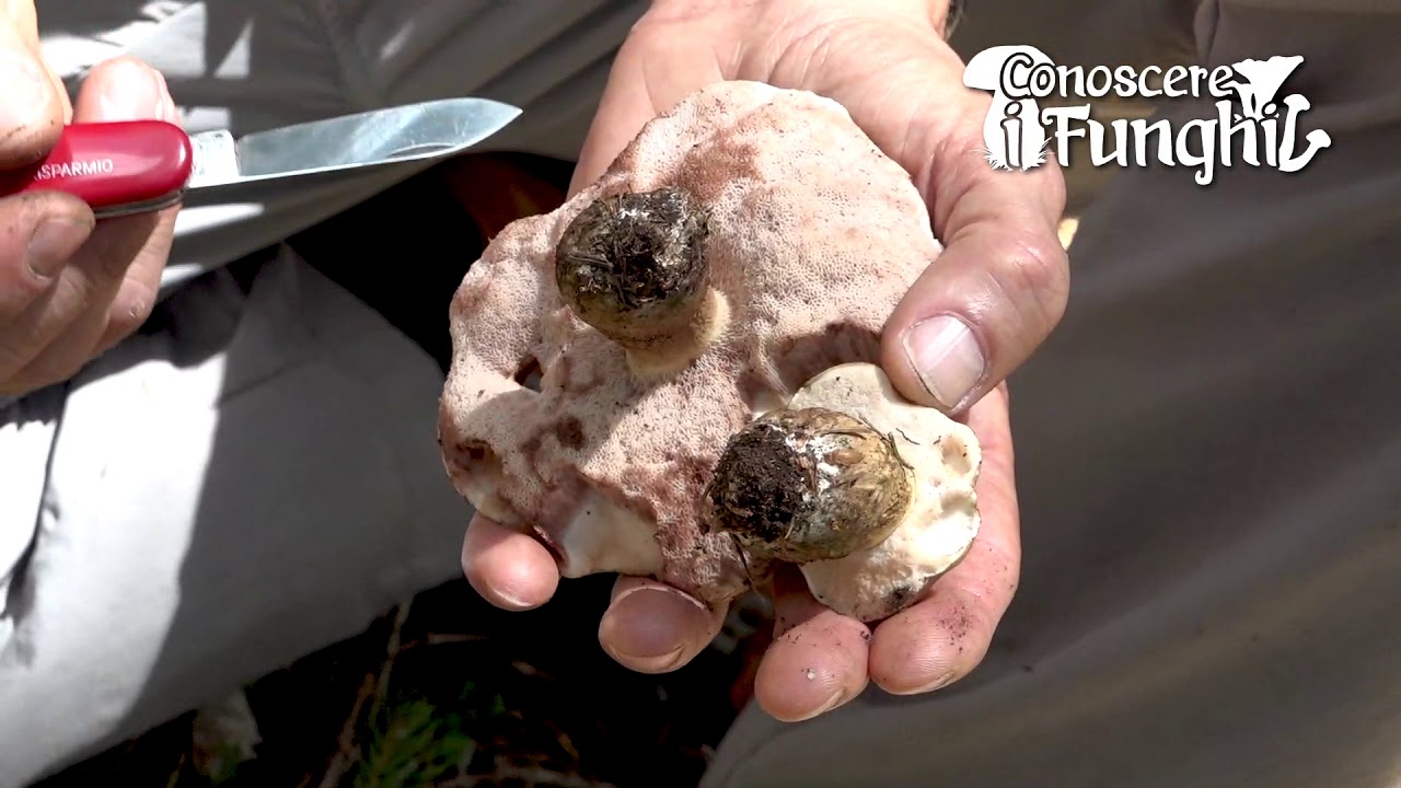 Conoscere i Funghi: Tylopilus felleus [ NON COMMESTIBILE ]