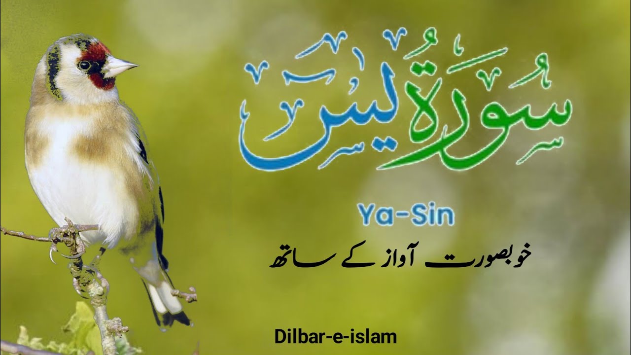 Surah Yasin ( Yaseen ) Heart Teaching | Quran Tilawat Beautiful Voice | Dilbar-e-islam
