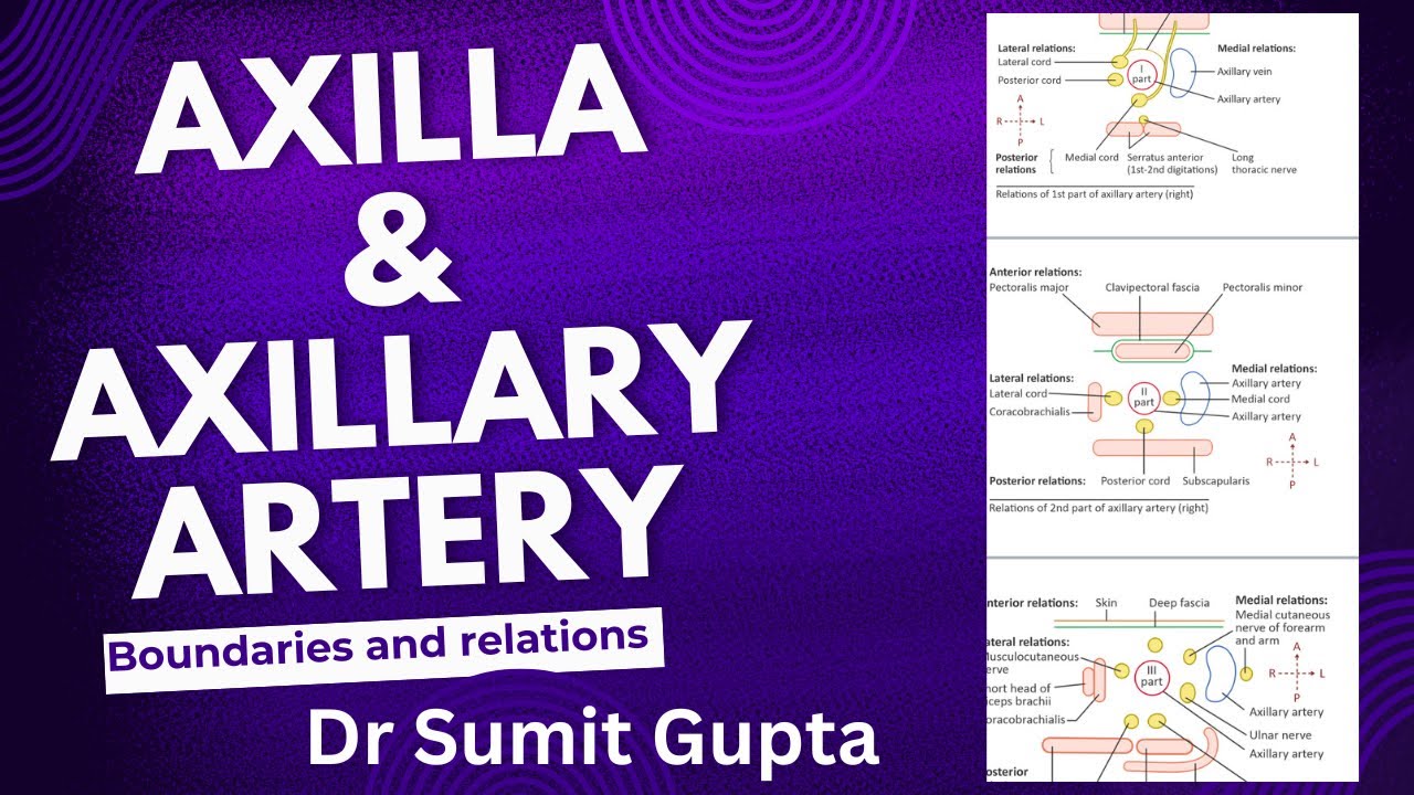 Anatomy of Axilla & Axillary Artery: Boundaries & Relations