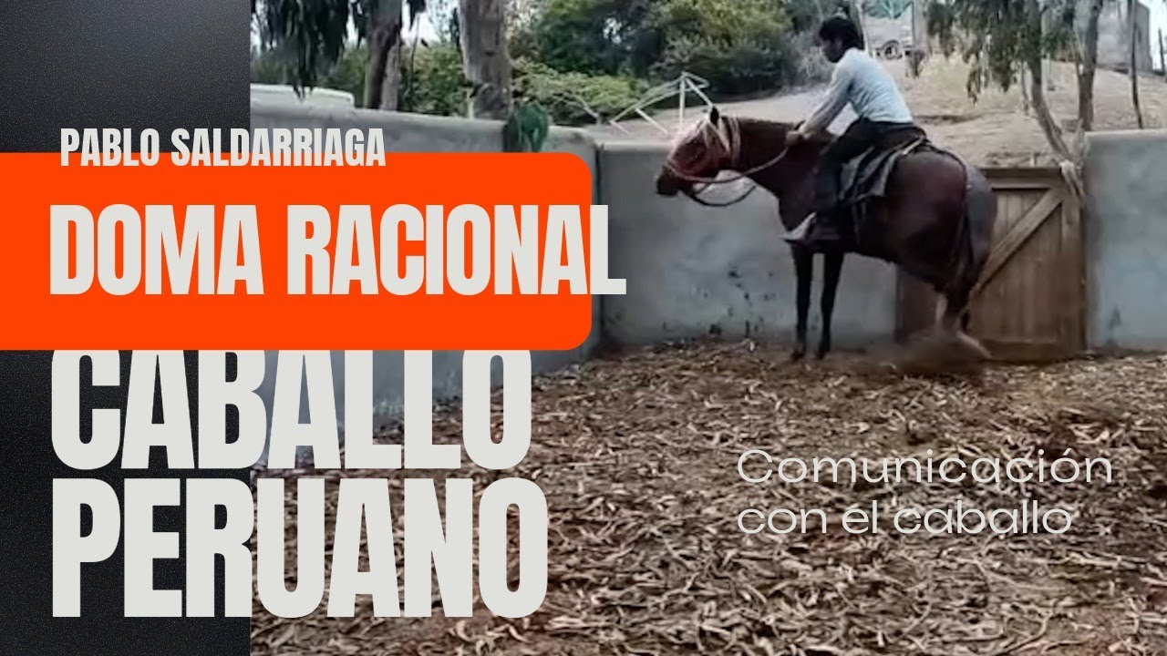 Doma racional a distancia: cómo comunicarte con un Caballo Peruano sin fuerza