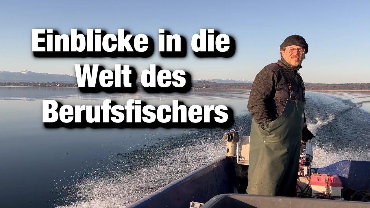 Berufsfischer am Starnberger See, Fische schlachten, Saibling filetieren,