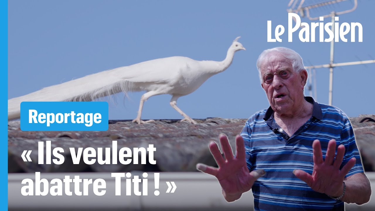 « S’ils le tuent, ils auront affaire à moi » : Titi, le paon albinos impossible à attraper