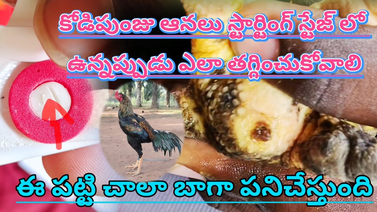 కోడిపుంజులకు ఆన కాయలు వస్తే ఎలా తగ్గించుకోవాలి how to recovery jaati kudi anakai#Prasad farms