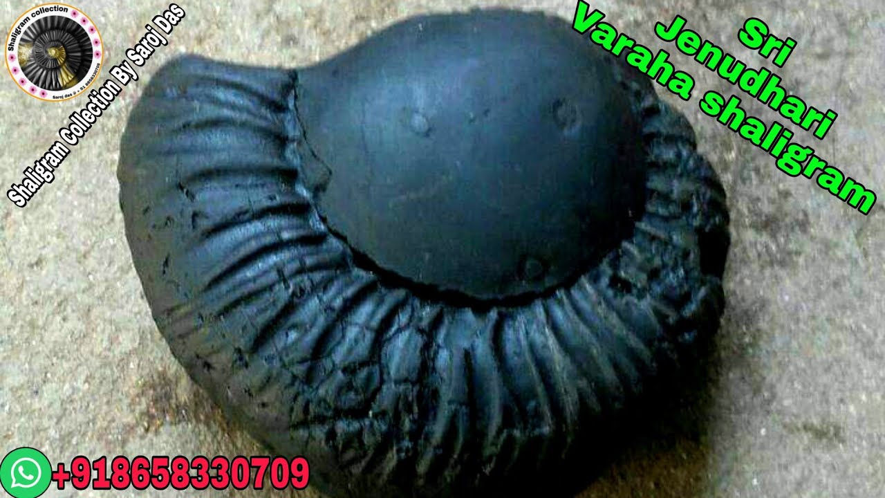shaligram stone