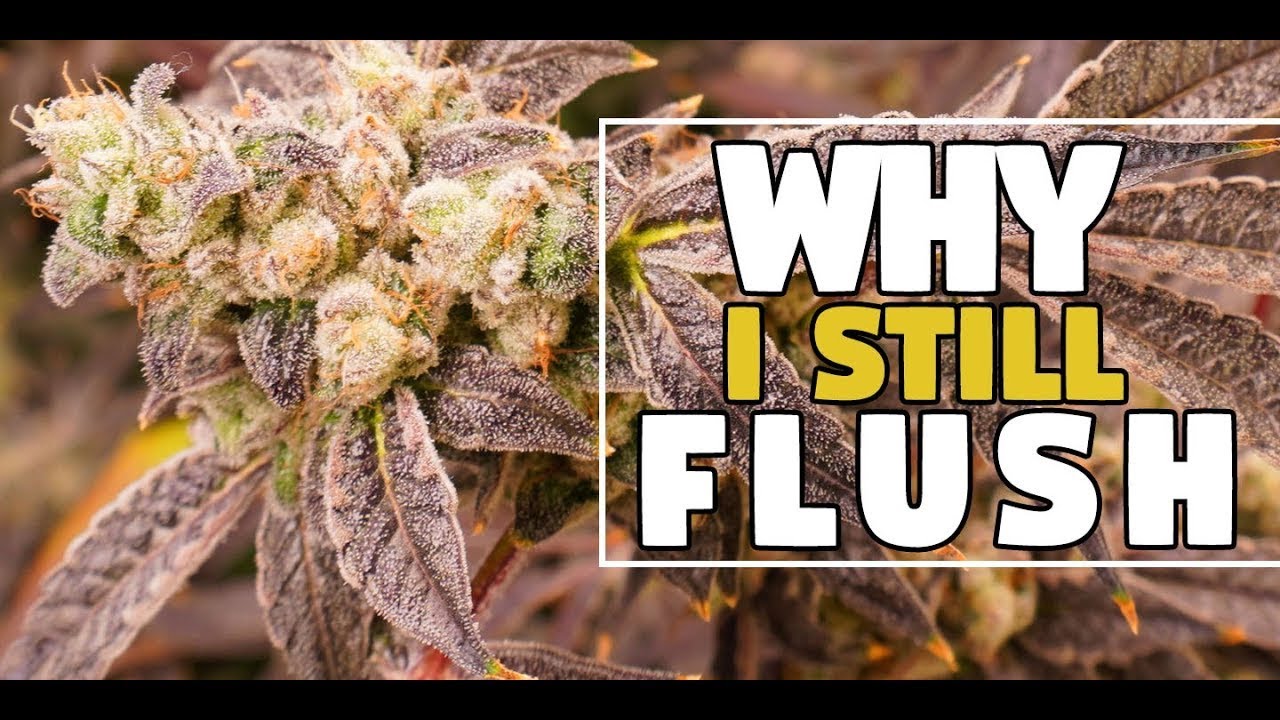 4 Tips for Fading Cannabis Plants  - How to Grow Weed at Home