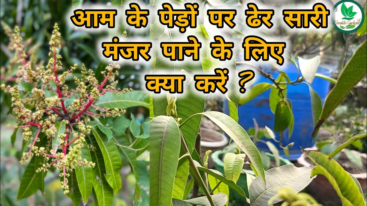 आम के पेड़ों पर ढेर सारी मंजर पाने के लिए क्या करें? How to get more flowering from mango plant?