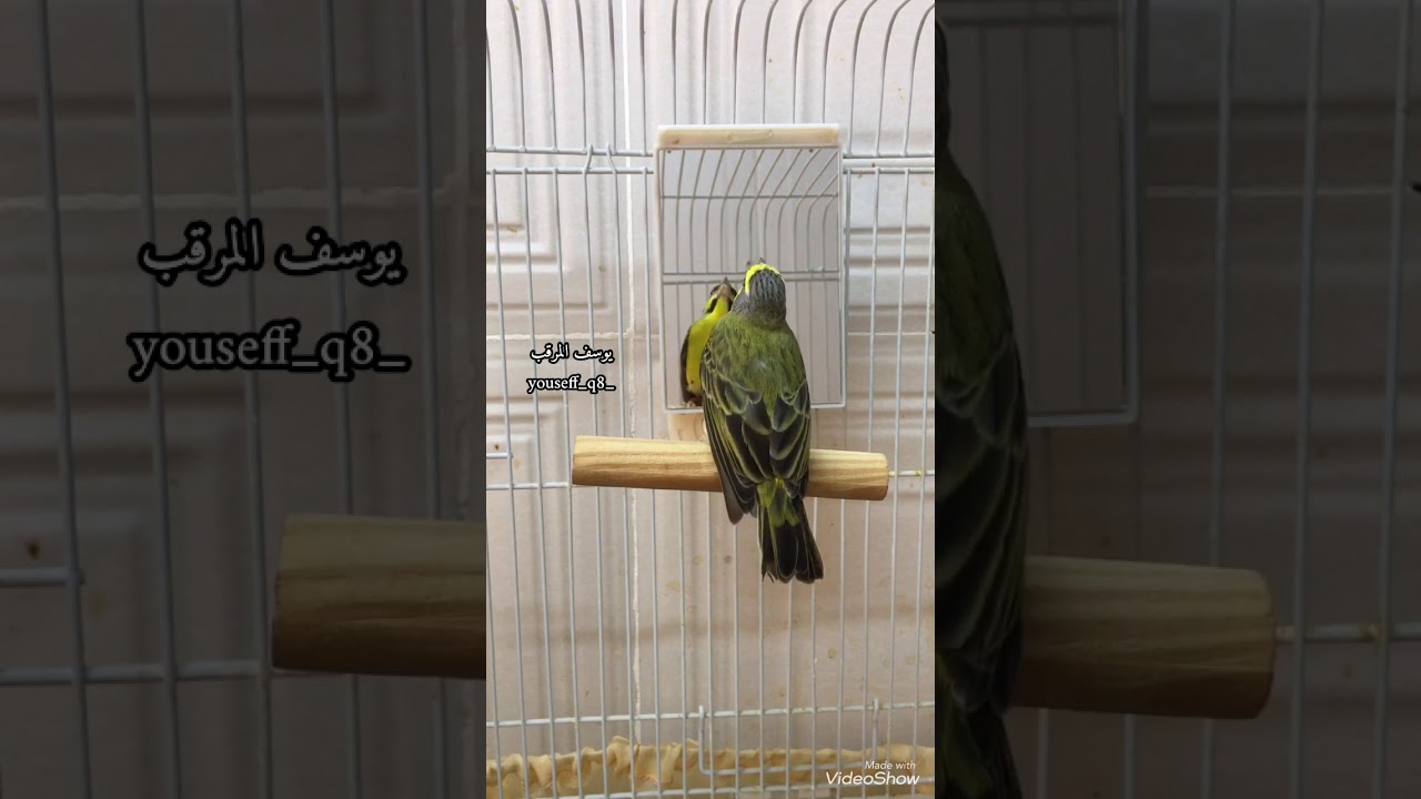 تغريد ياسمين موزمبيق                                             Serinus mozambicus