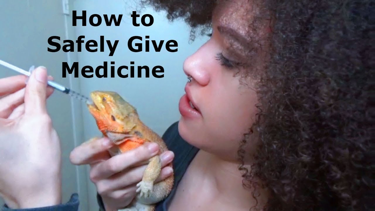 How to Give a Bearded Dragon Medicine (through syringe)