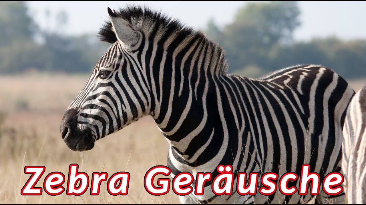 Zebra Ger&auml;usche 🦓 Ger&auml;usche, die ein Zebra macht