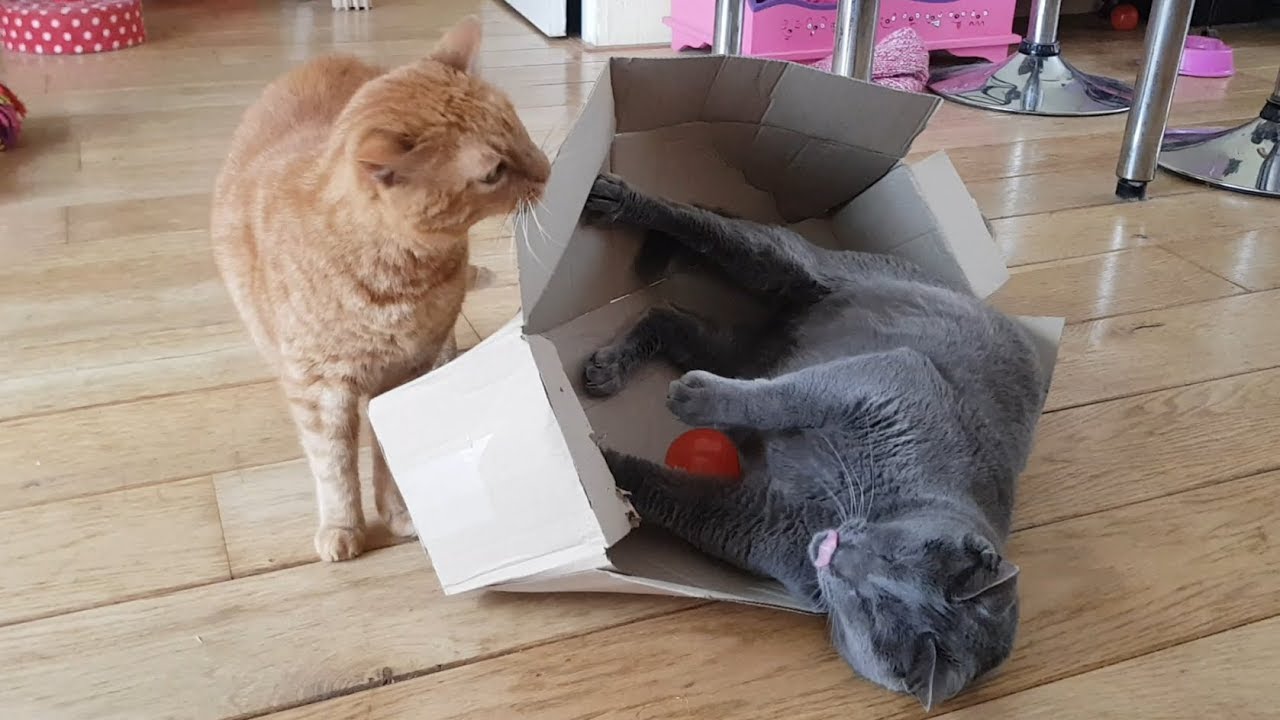 Rescued blind cat playing in a box with a ball while his one eyed friend is watching him