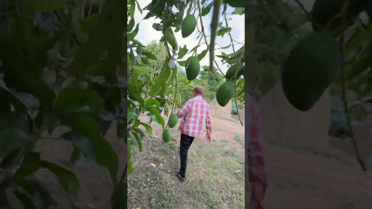 เยี่ยมสวนทุเรียนคลองบงตำบลน้ำร้อนอำเภอวิเชียรบุรีเพชรบูรณ์/18/3/69.ep.3