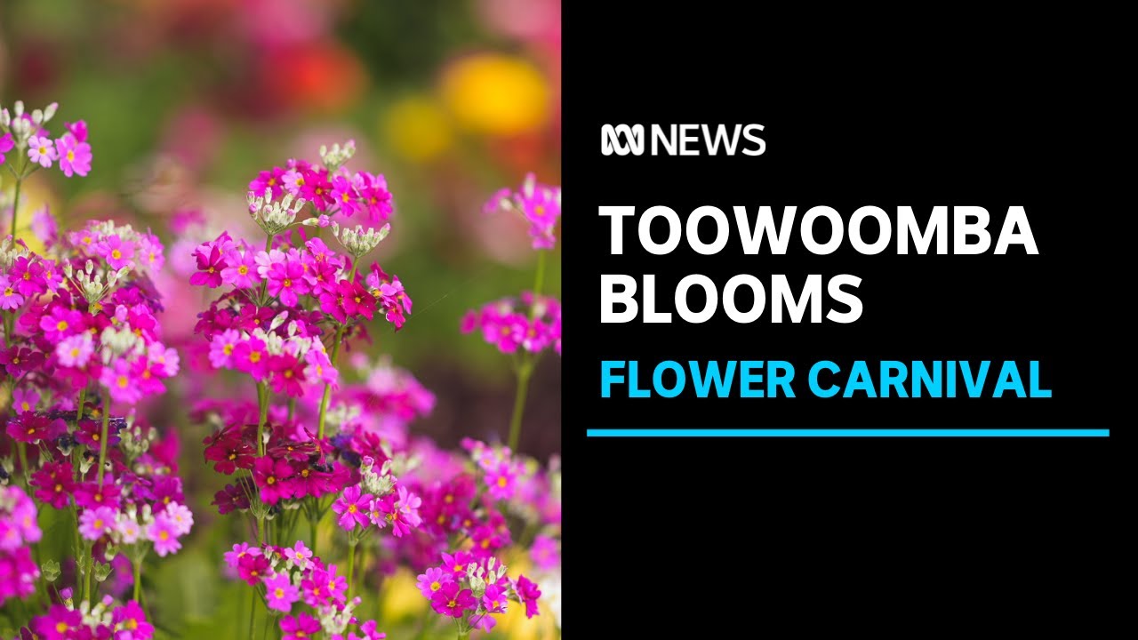 Toowoomba's economy to bloom with month-long Carnival of Flowers in Queensland | ABC News