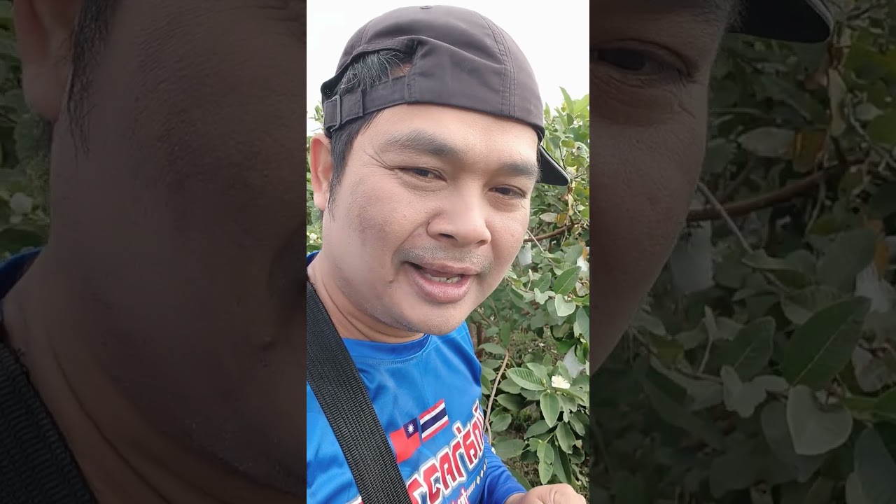 วิธีห่อผลฝรั่งไร้เมล็ด #เกษตรกร  #ชาวสวน  #บ่าวSuree Channel 