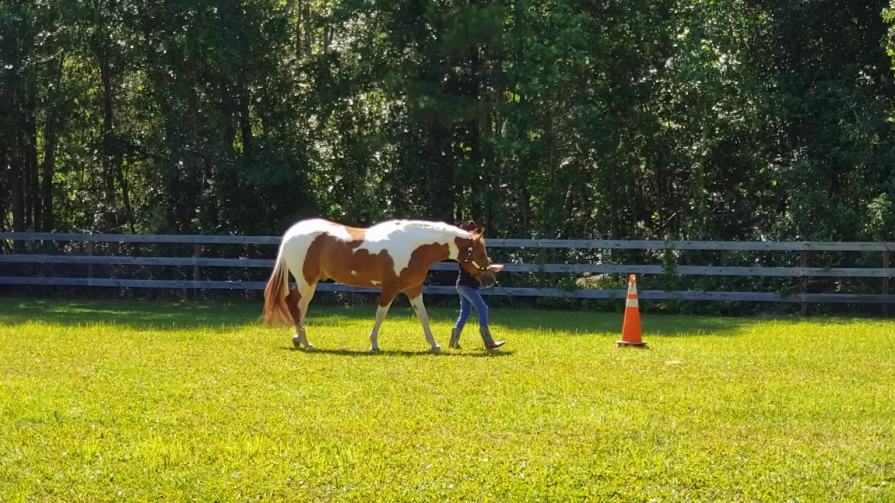 Sharon Welsh Inviting All Artists Shankless Showmanship