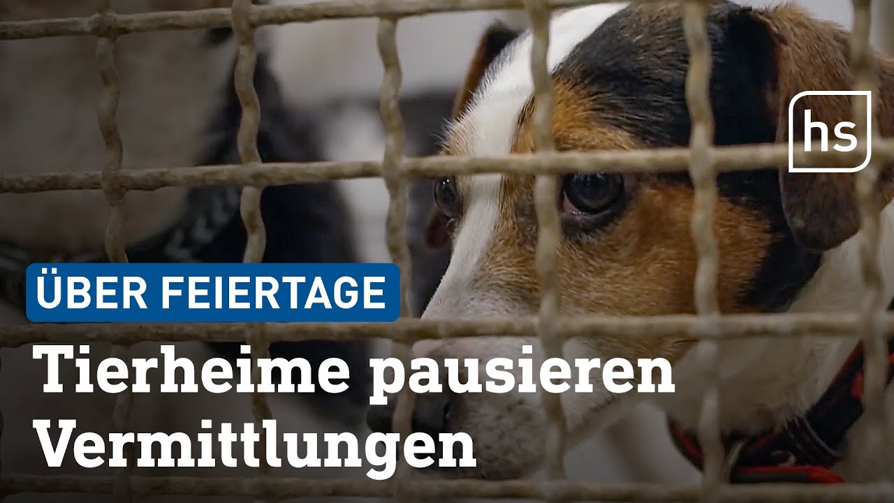 Warum viele Tierheime über die Feiertage keine Tiere vermitteln | hessenschau