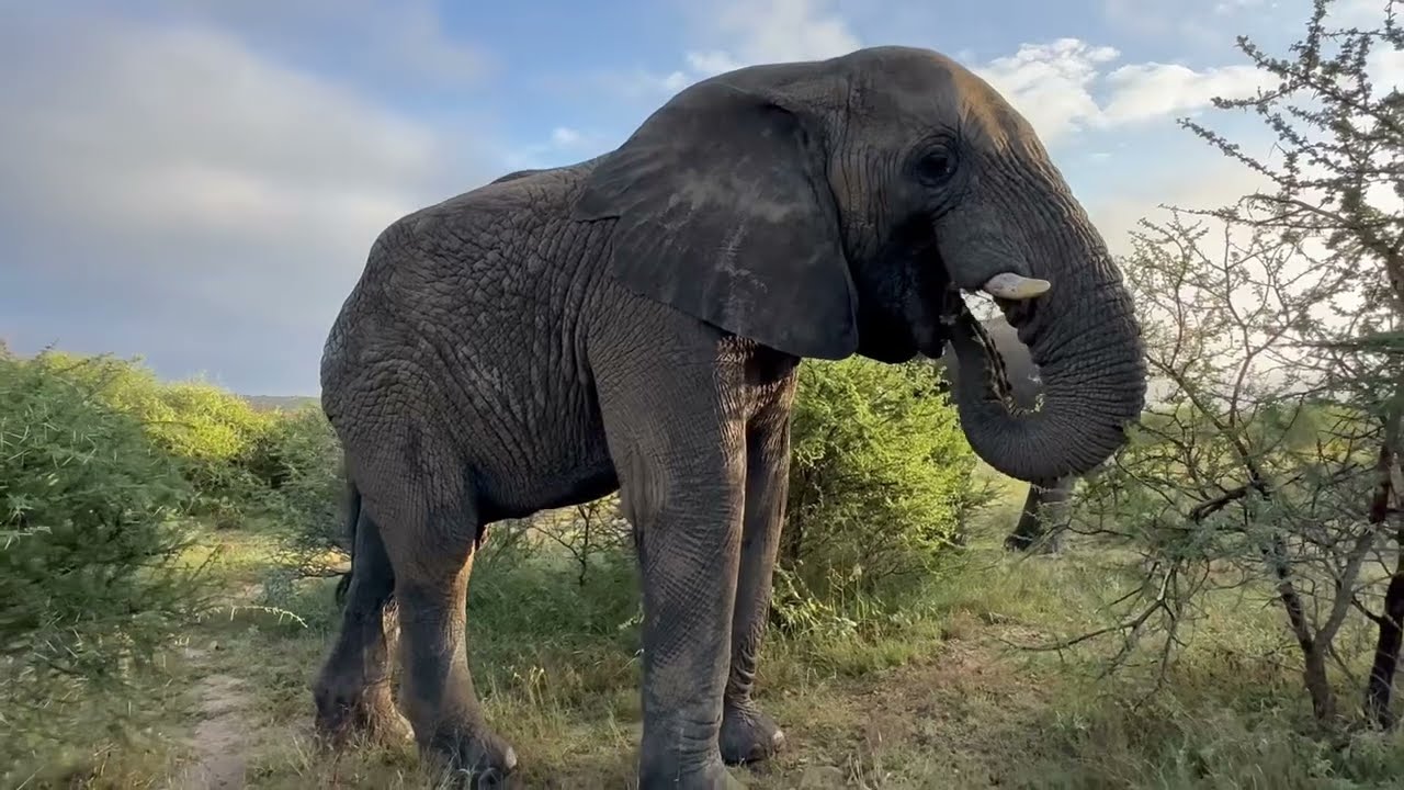 What Has Mambo, the Mischief-Maker Elephant Bull, Been Up To?
