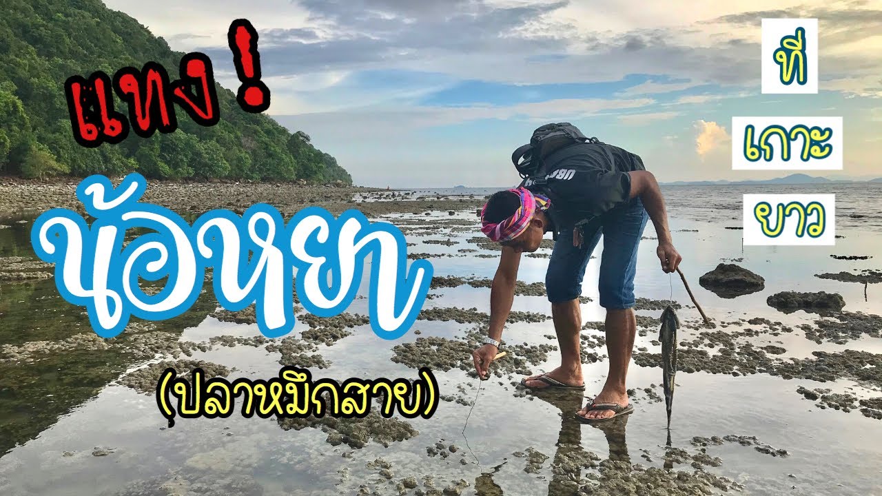 แทงน้อหยา(จับปลาหมึกสาย) ที่เกาะยาว จ.พังงา ใช้ เหยื่อปูลม #เกาะยาว#เที่ยวเกาะยาว #จับหมึกสาย