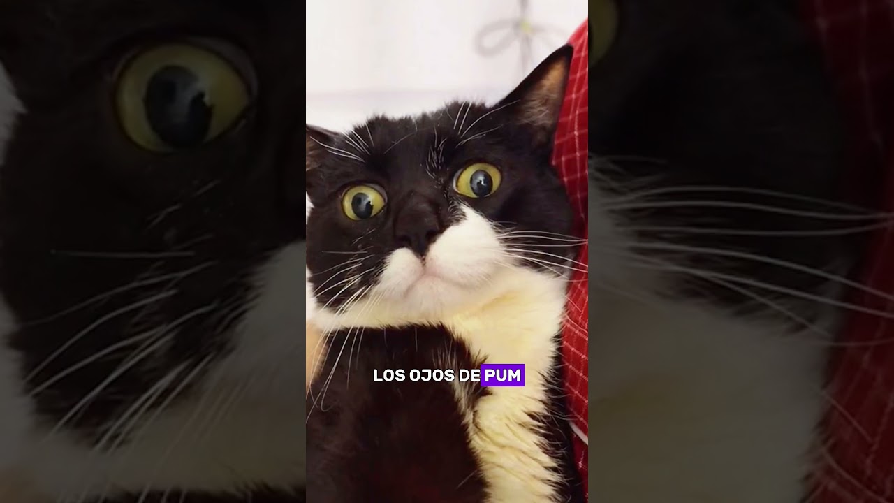 &iquest;Conoc&iacute;as a Poong?