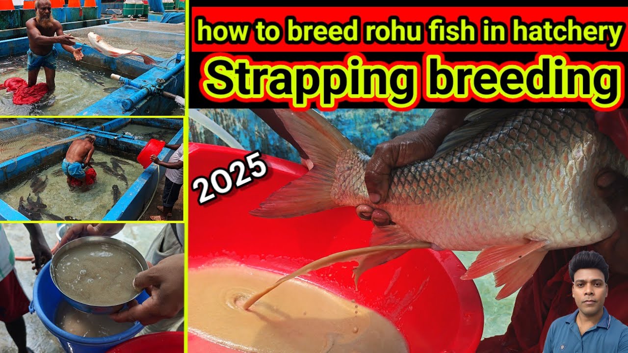 Rohu Fish Breeding Business | Step-by-Step Hatchery Guide (2025 Profit Tips) - spawn making process