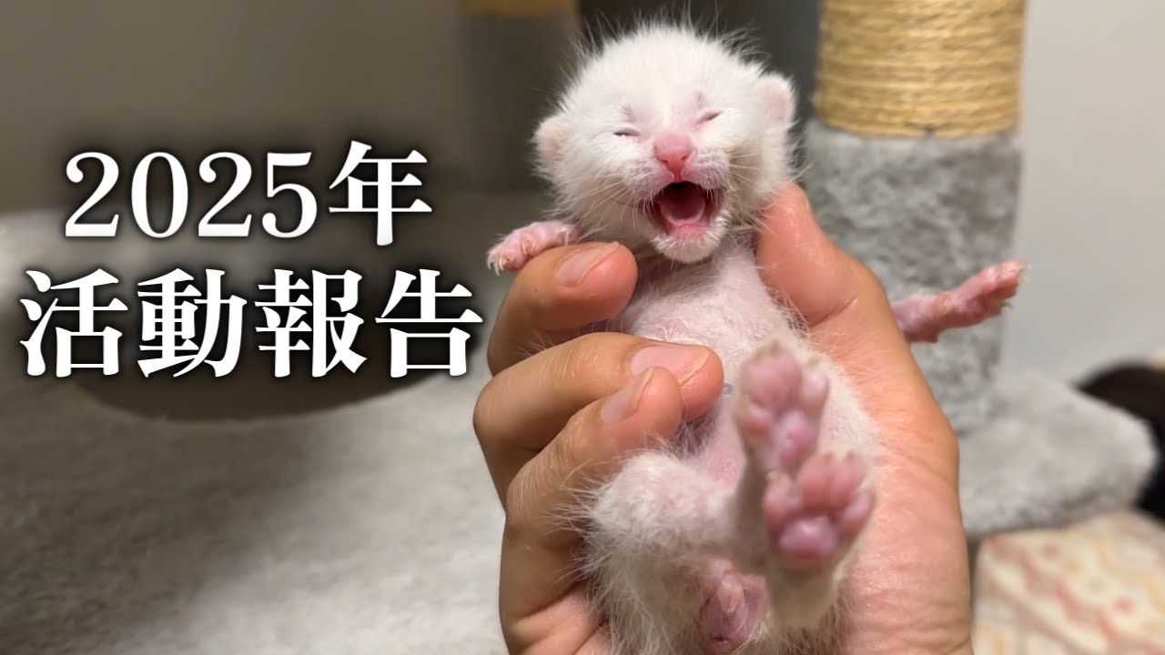 2025年 活動報告まとめ【地域猫】【保護猫】