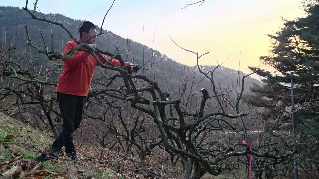 #가지치기 #감나무 전지
