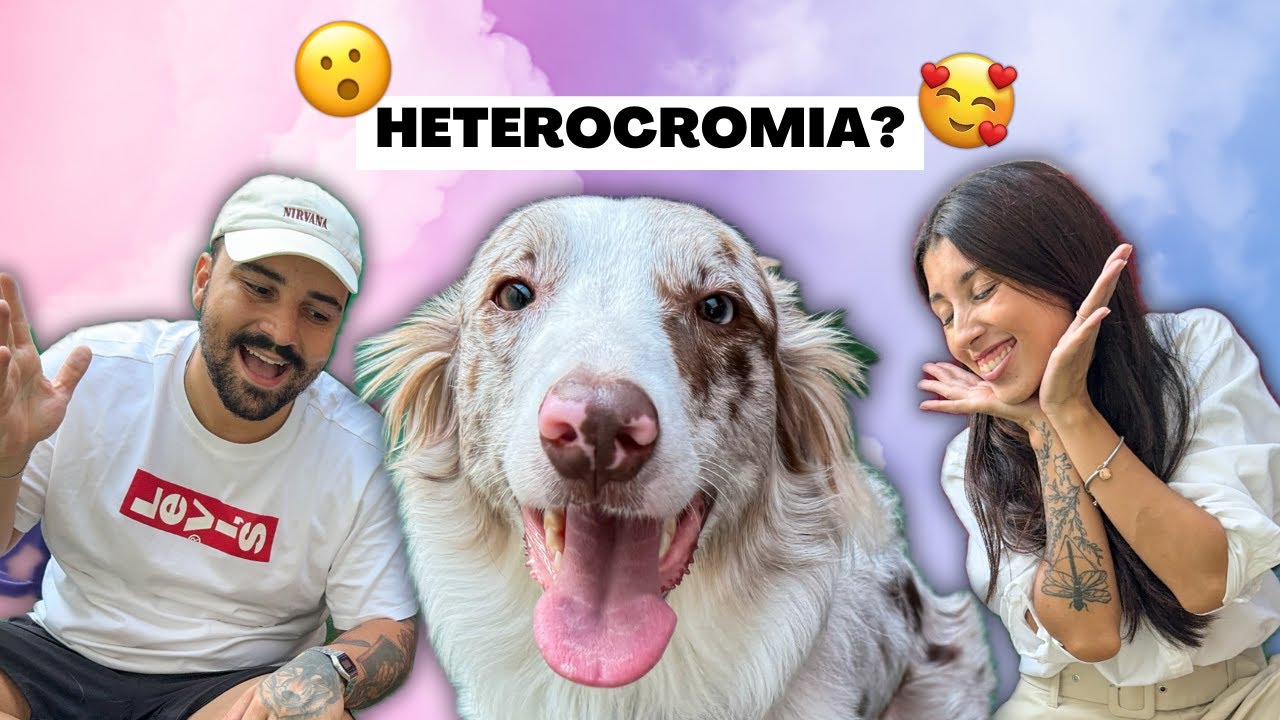 10 Curiosidades Sobre A Valentina | O Que Saber Antes De Ter Um Border Collie