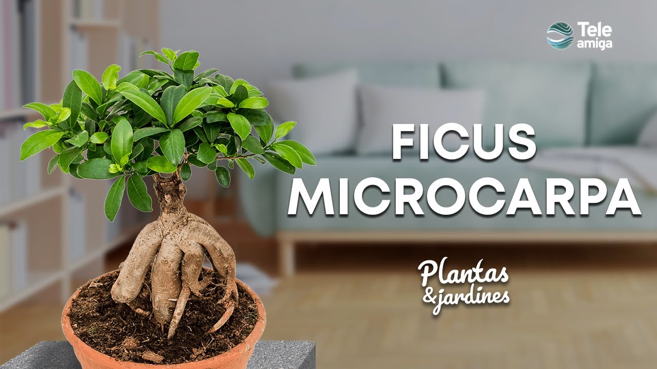 FICUS MICROCARPA en Plantas y Jardines - Teleamiga