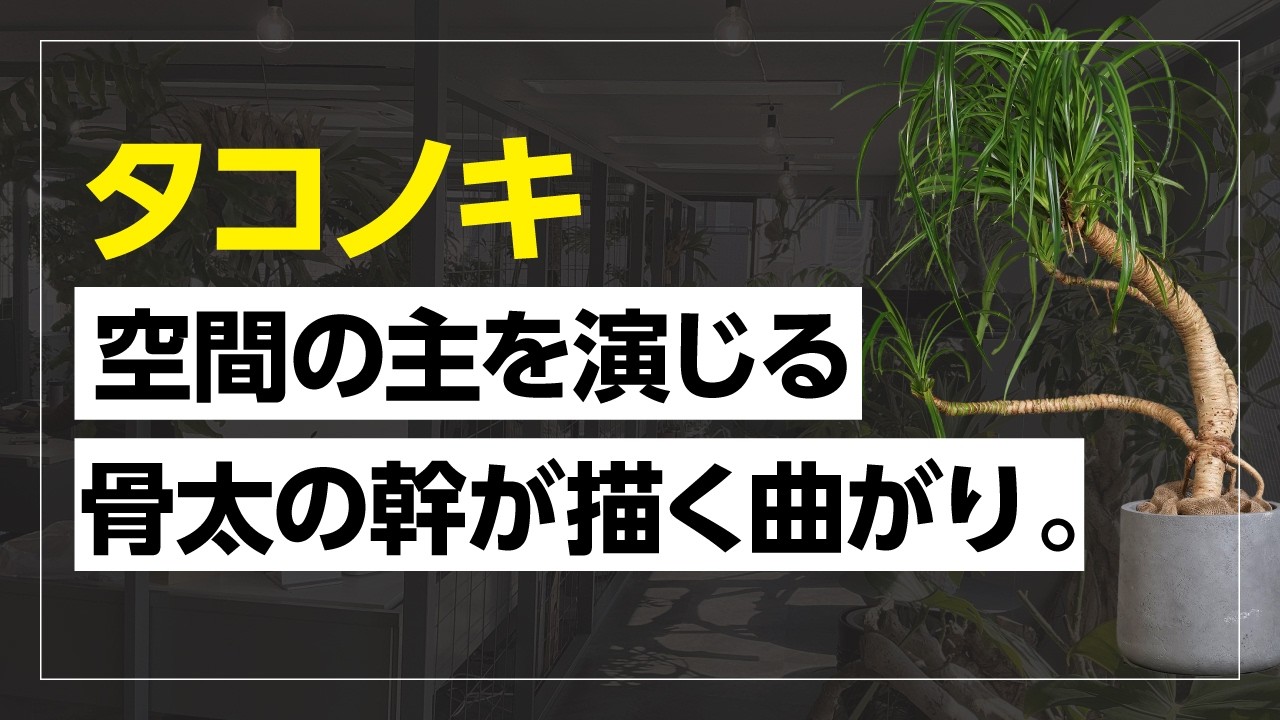 空間の主を演じる、骨太の幹が描く曲がり。タコノキ