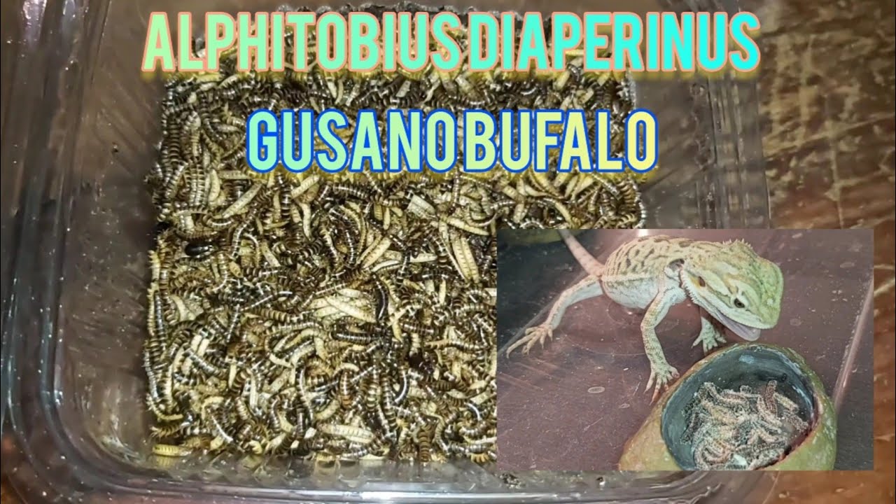 Gusano Bufalo (Anphitobius Diaperinus)🪱🪱