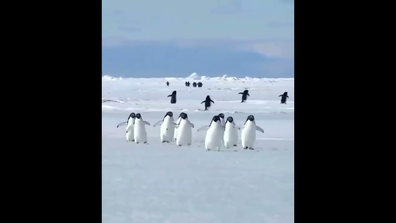 #penguin ran #shorts
