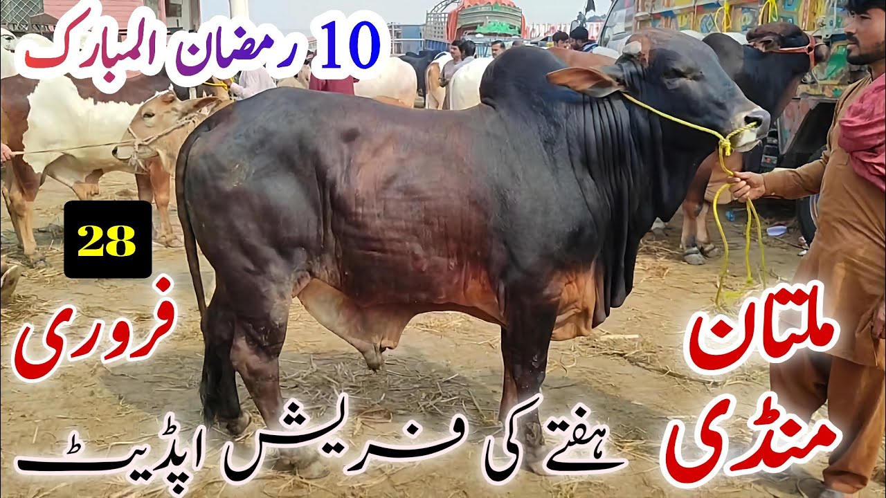 10 Ramzan ul Mubarak || Aj Multan janwar Mandi me kysa Mall Aya? latest update on Saturday 