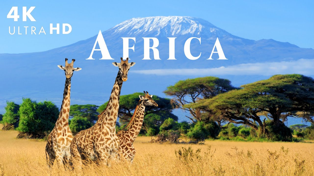 Africa 4K - Exploring Wildlife In ZAMBIA National Park With Relaxing Music