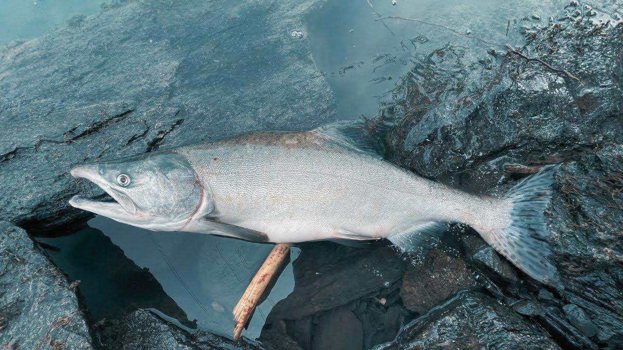 BEST Two Ways of Catching Pink Salmon in Washington State Rivers!