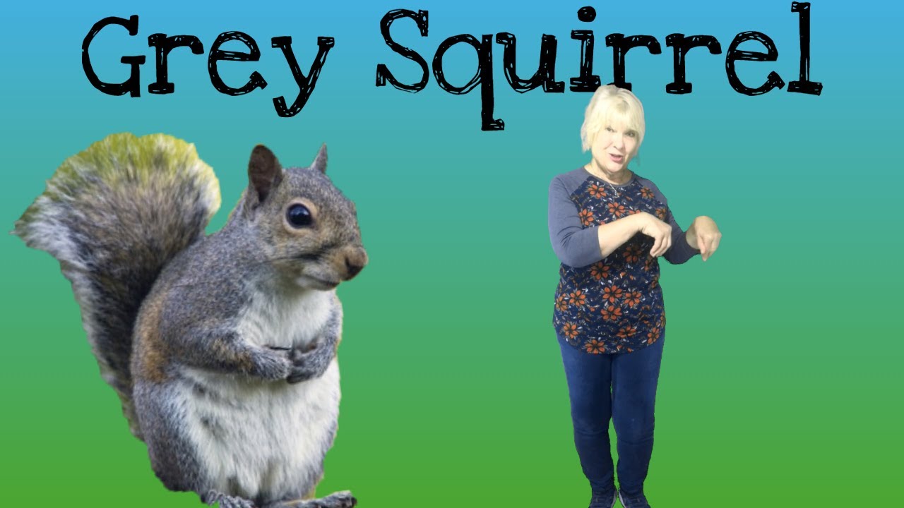 Grey squirrel, swish your bushy tail! Sing and move with the squirrel!  For kids aged 2 through 6.