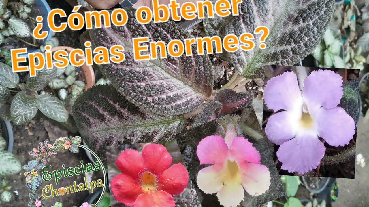 Fertilizante Secreto para tener Episcias Frondosas