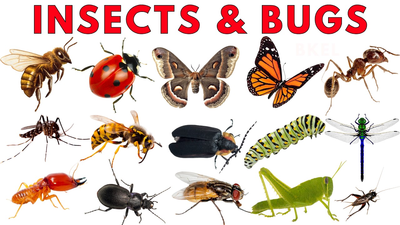 Насекомые и жучки для детей 🐞 | Изучаем названия и звуки насекомых | Веселое обучающее видео для ...