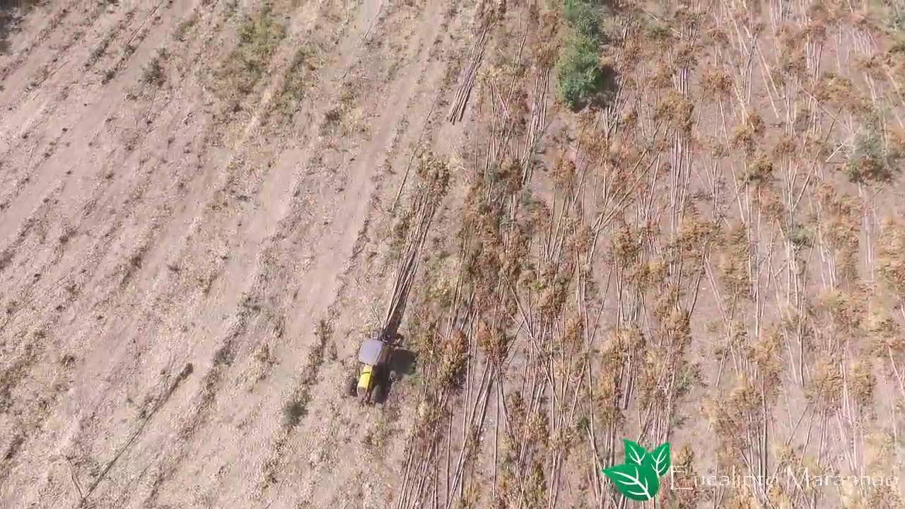 Corte, Baldeio e Picagem de Eucalipto
