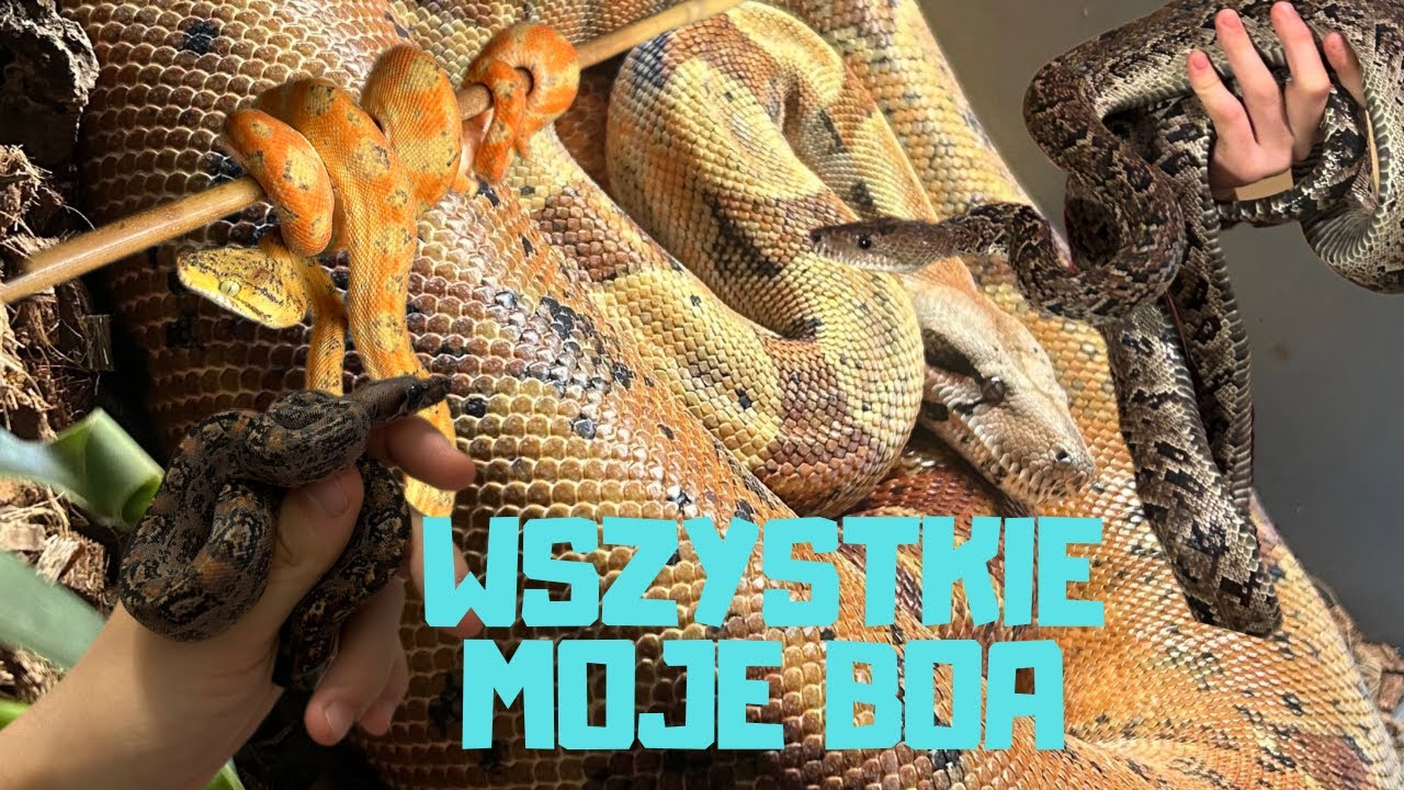 ‼️MÓJ KAŻDY BOIDAE‼️