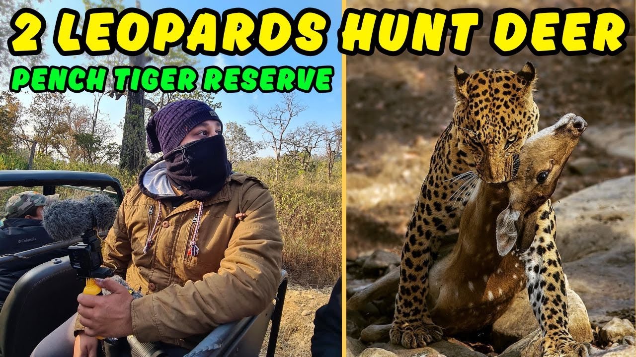 2 Leopards Kill in front of us in Pench Jungle Safari | Best Leopard Sighting in Turia Gate Pench
