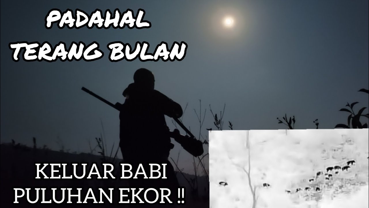 berburu terang bulan