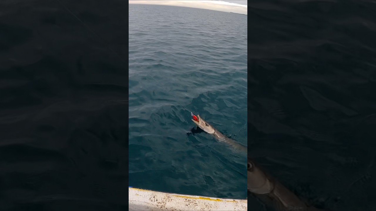 Fiji 🇫🇯Fishing🎣 2025 Episode 2 💙#thegreat #barracuda #gold #snapper full video out now