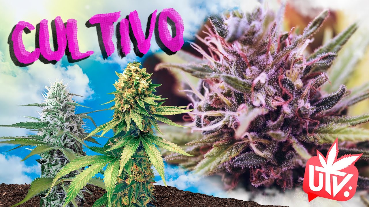 GEN&Eacute;TICAS: PURPLE SKUNK AUTO de Sensi Seeds