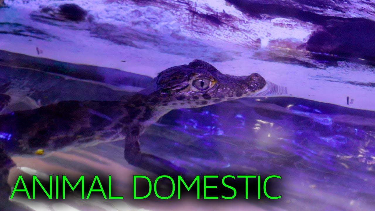 ANIMAL DOMESTIC | REPTILES GENIALES EN EL MERCADO MORELOS |