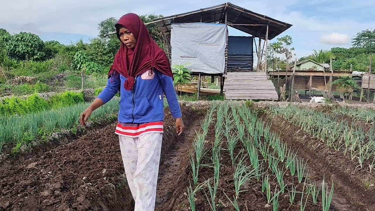 AKTIFITAS PAK WANI DI SORE HARI 