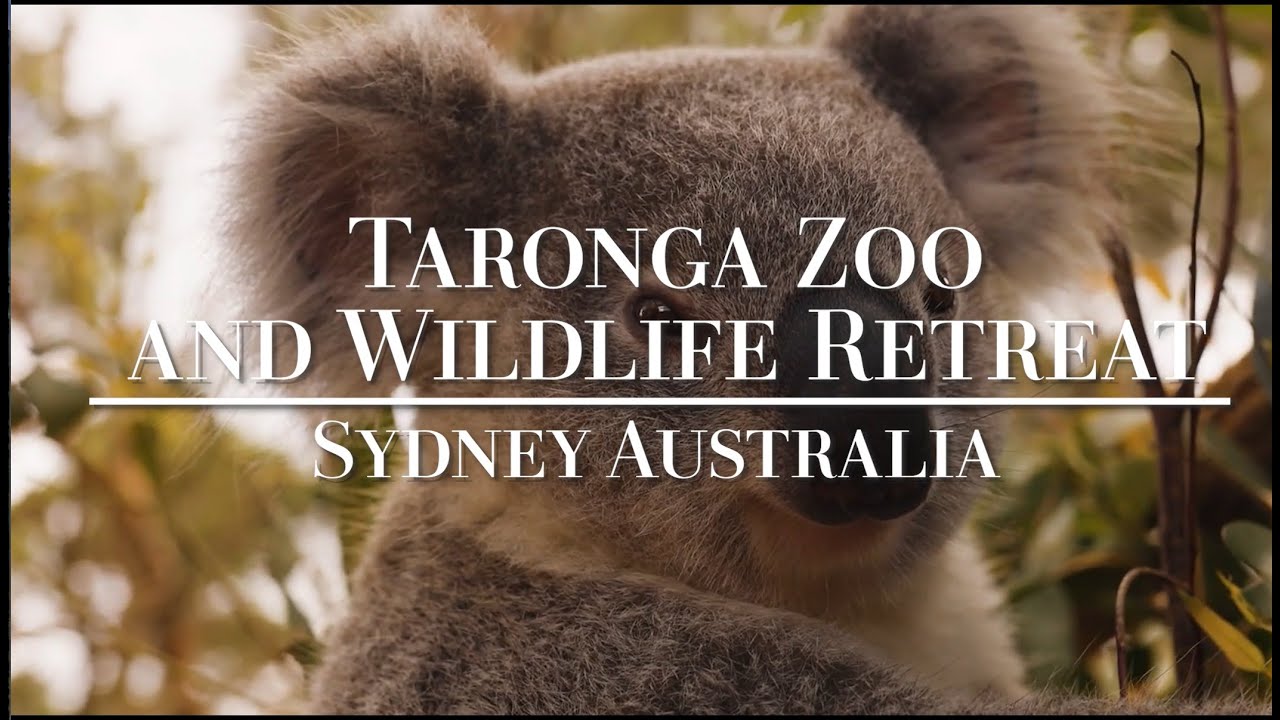 Taronga Wildlife Retreat Review: Staying in Taronga Zoo Sydney