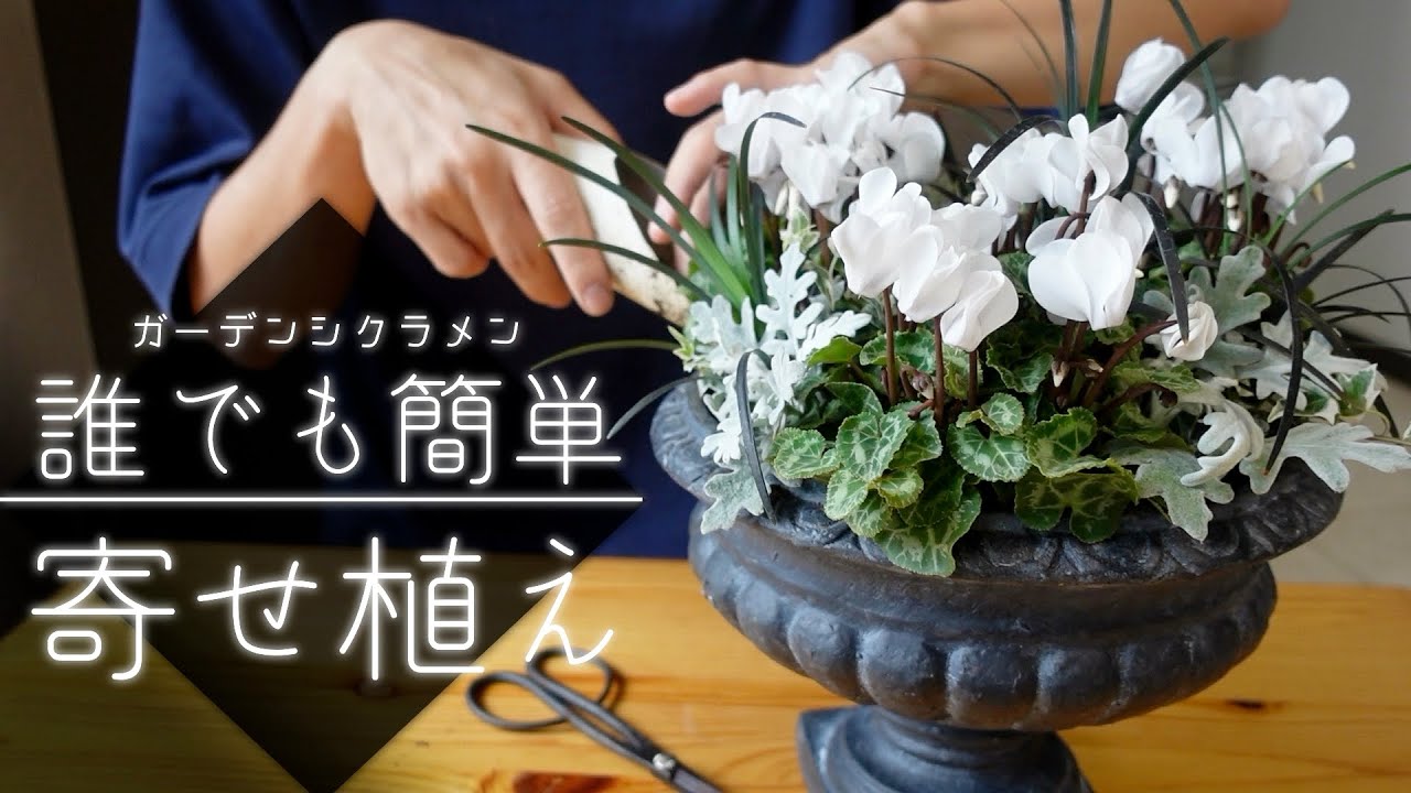 大人かわいいガーデンシクラメンの寄せ植えの作り方・選び方と育て方